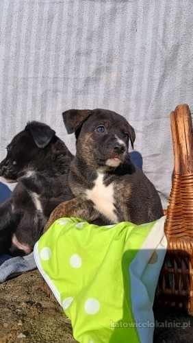 8-tygodniowa-aria-szczeniak-szuka-domu-77676-katowice.jpg