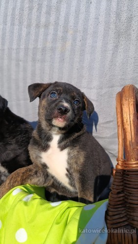 8-tygodniowa-aria-szczeniak-szuka-domu-77676-sprzedam.jpg