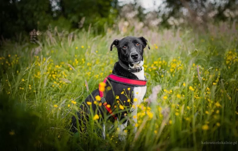 roni-psi-aniol-cudowny-pies-szuka-domu-77822-katowice-do-sprzedania.webp
