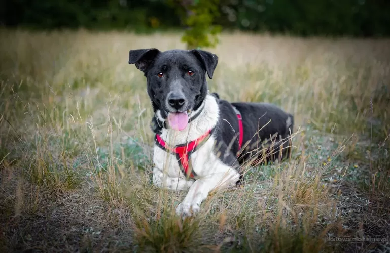 roni-psi-aniol-cudowny-pies-szuka-domu-77822-katowice-na-sprzedaz.webp