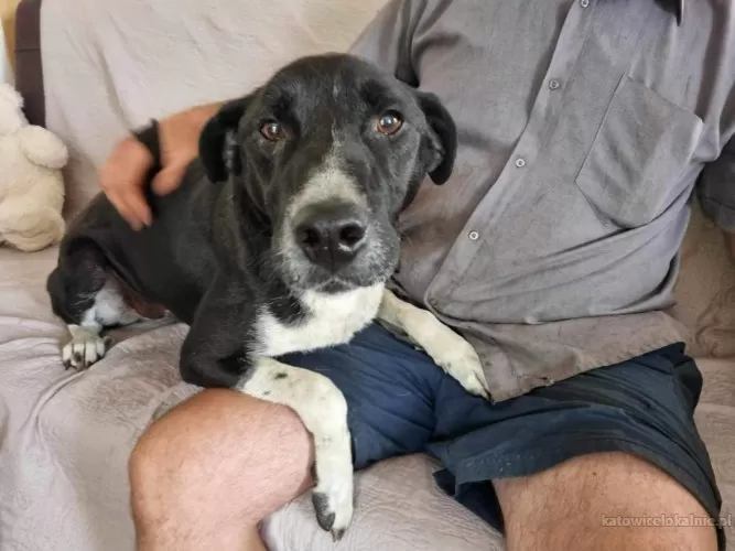 roni-psi-aniol-cudowny-pies-szuka-domu-77822-katowice.webp