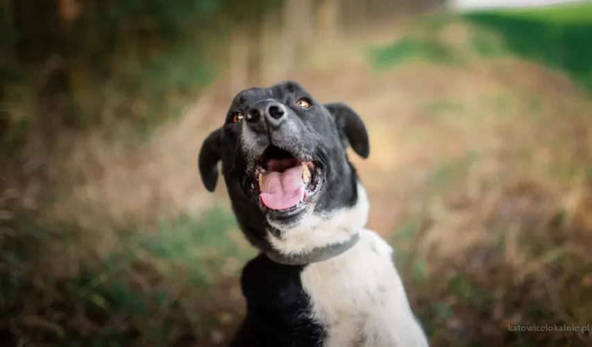 roni-psi-aniol-cudowny-pies-szuka-domu-77822-zdjecia.webp