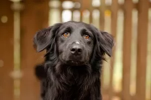 Młodziutka Polly, wesoła, drobna sunia szuka domu!