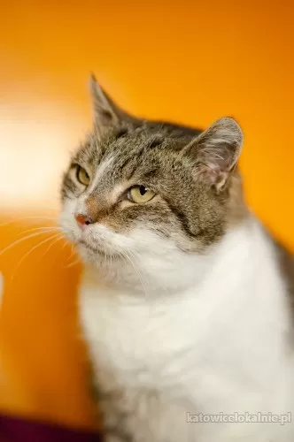 slomka-niekonfliktowa-spokojna-koteczka-78231-katowice.webp