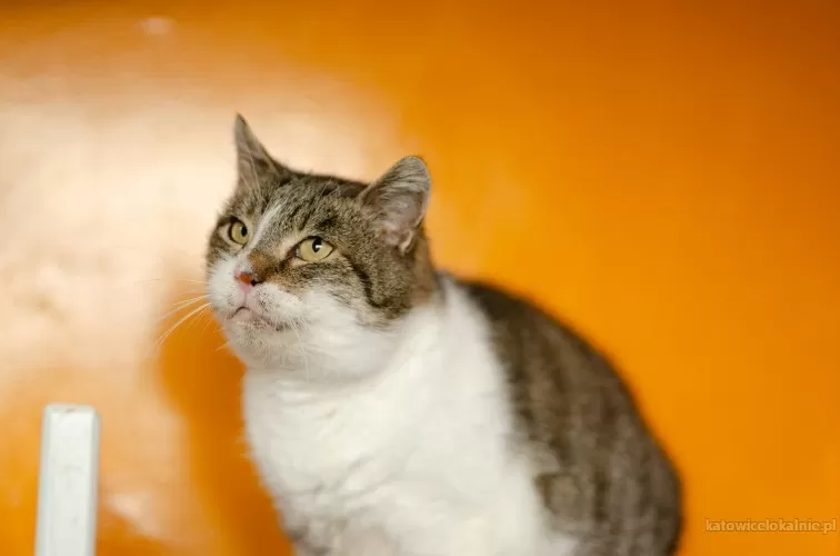 slomka-niekonfliktowa-spokojna-koteczka-78231-koty.webp