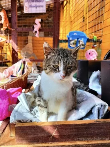 slomka-niekonfliktowa-spokojna-koteczka-78231-sprzedam.webp
