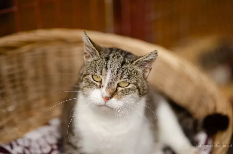 slomka-niekonfliktowa-spokojna-koteczka-78231-zdjecia.webp