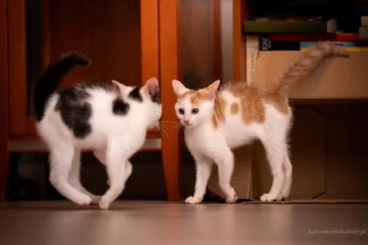 trzech-muszkieterow-male-kociaki-do-adopcji-78367-katowice.webp