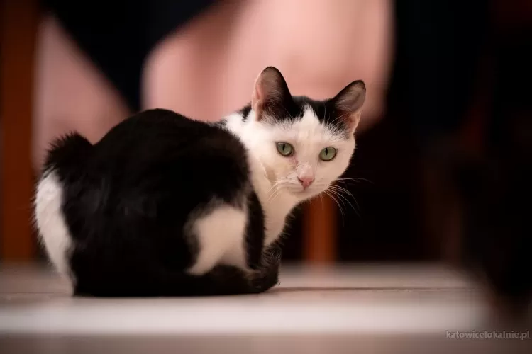 rina-mloda-piekna-miziasta-koteczka-78373-koty.webp
