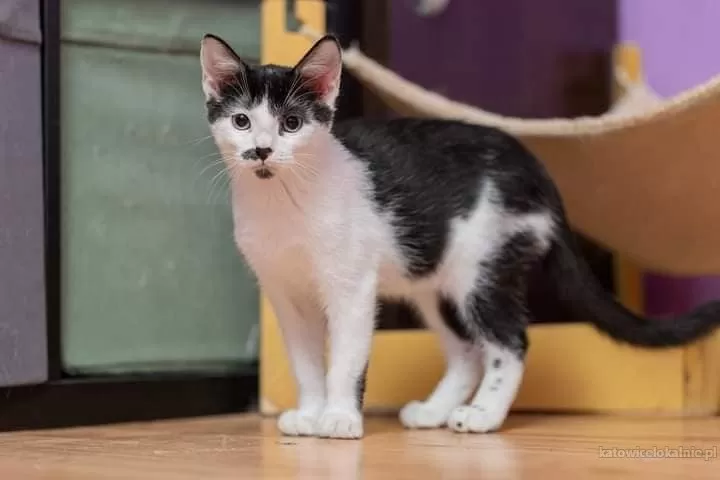 plamek-5-miesieczny-kociak-do-pokochania-78375-katowice.webp