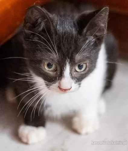 4-miesieczny-kotek-batman-szuka-domu-78378-katowice.webp