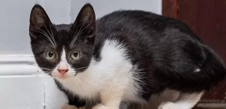4-miesieczny-kotek-batman-szuka-domu-78378-sprzedam.webp