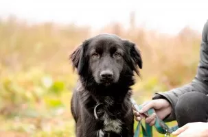 Abby - niekonfliktowa, młodziutka, piękna suczka!