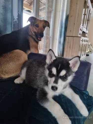 szczeniaki-w-typie-husky-slodkie-wesole-78790-katowice-do-sprzedania.webp