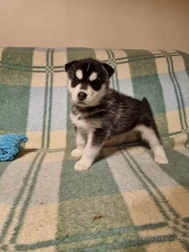 szczeniaki-w-typie-husky-slodkie-wesole-78790-katowice-foto.webp