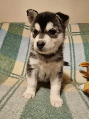 szczeniaki-w-typie-husky-slodkie-wesole-78790-katowice-na-sprzedaz.webp