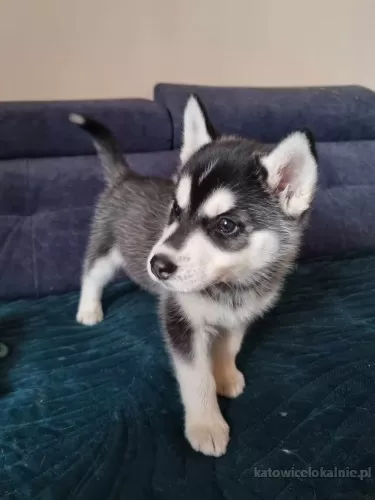 szczeniaki-w-typie-husky-slodkie-wesole-78790-psy.webp