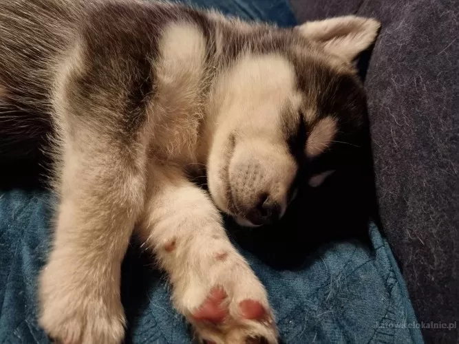 szczeniaki-w-typie-husky-slodkie-wesole-78790-sprzedam.webp