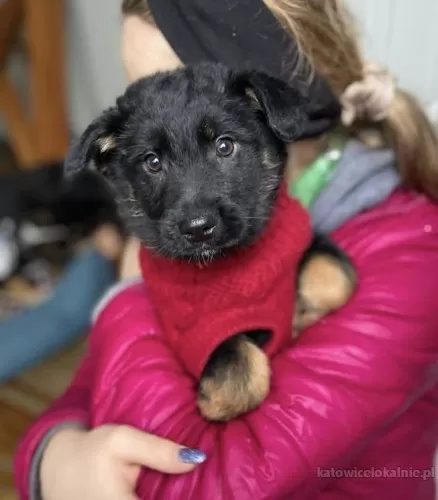 roy-wesoly-maluch-szczeniak-szuka-domu-78807-sprzedam.webp