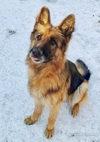 tosia-bystra-wesola-suka-owczarka-do-pokochania-79124-zdjecia.webp