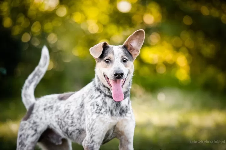 czako-wyjatkowy-pies-szuka-wyjatkowego-domu-79152-katowice-do-sprzedania.webp