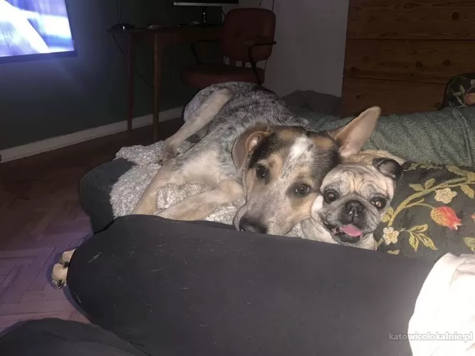 czako-wyjatkowy-pies-szuka-wyjatkowego-domu-79152-katowice-na-sprzedaz.webp