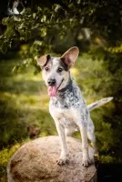 Czako - wyjątkowy pies szuka wyjątkowego domu!