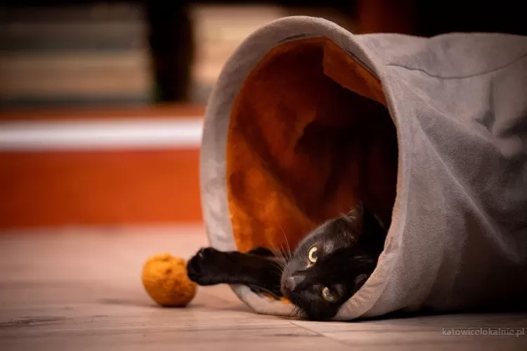 4-miesieczny-koteczek-aksamit-szuka-domu-79227-katowice.webp