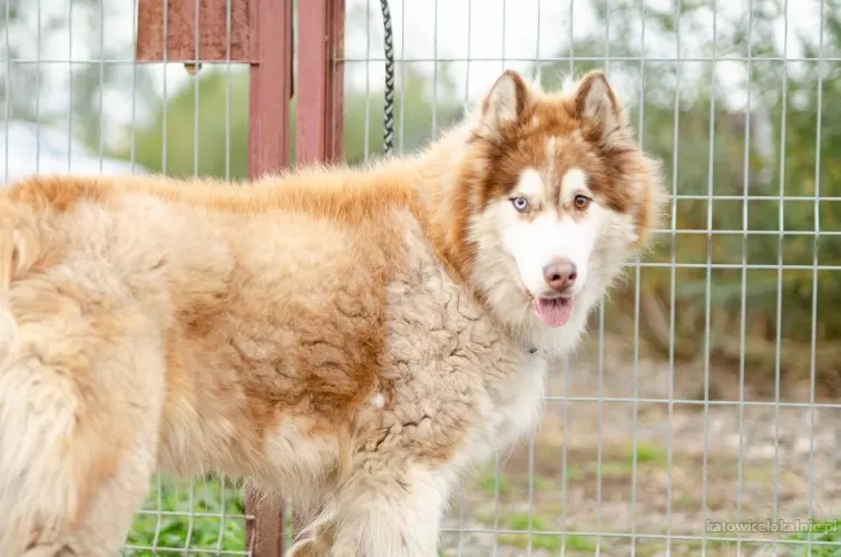 drako-piekny-malamut-wesoly-pewny-siebie-79279-katowice.webp