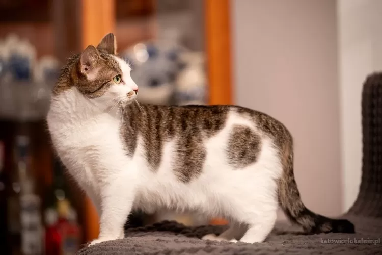 nirvana-miziasta-przyjazna-koteczka-79280-koty.webp