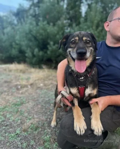 borys-zakochany-w-czlowieku-psiak-79730-katowice-do-sprzedania.webp