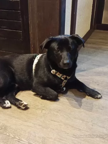 roczny-blacky-wesoly-grzeczny-przyjazny-79864-sprzedam.webp