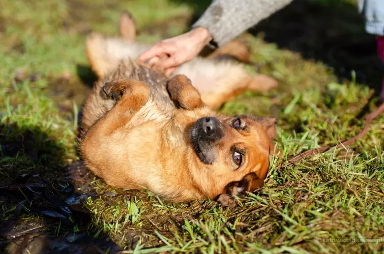rozkoszna-kora-cudowna-suczka-do-pokochania-80365-katowice.webp