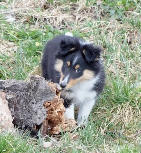 owczarek-szetlandzki-sheltie-suczka-80379-katowice-foto.webp