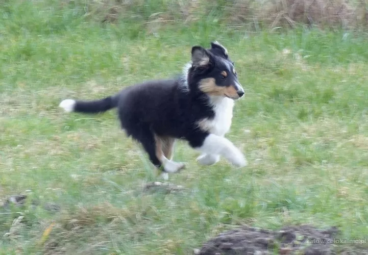 owczarek-szetlandzki-sheltie-suczka-80379-zdjecia.webp