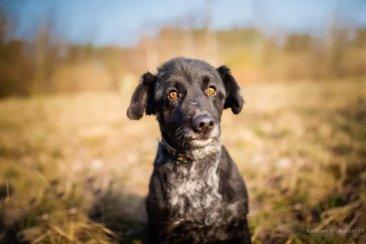 askan-aniol-w-ciele-psa-szuka-swojego-domu-80586-zdjecia.webp