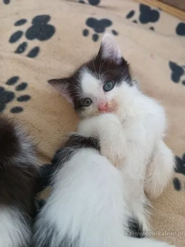 cudne-wesole-kociaki-do-pokochania-81073-katowice-do-sprzedania.webp