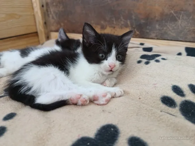 cudne-wesole-kociaki-do-pokochania-81073-katowice-foto.webp
