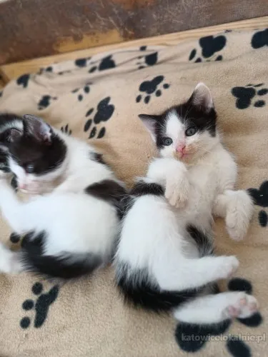 cudne-wesole-kociaki-do-pokochania-81073-katowice-na-sprzedaz.webp