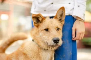 Rysiek - wesoły, roześmiany, niekonfliktowy psiak!