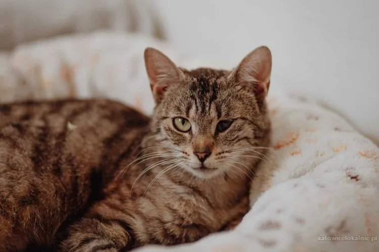 myszka-anielska-kotka-szuka-domu-81206-katowice.webp
