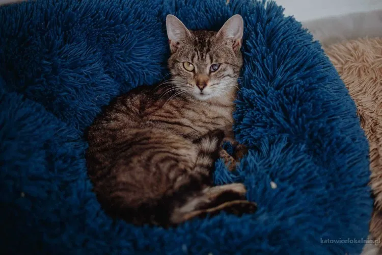 myszka-anielska-kotka-szuka-domu-81206-sprzedam.webp