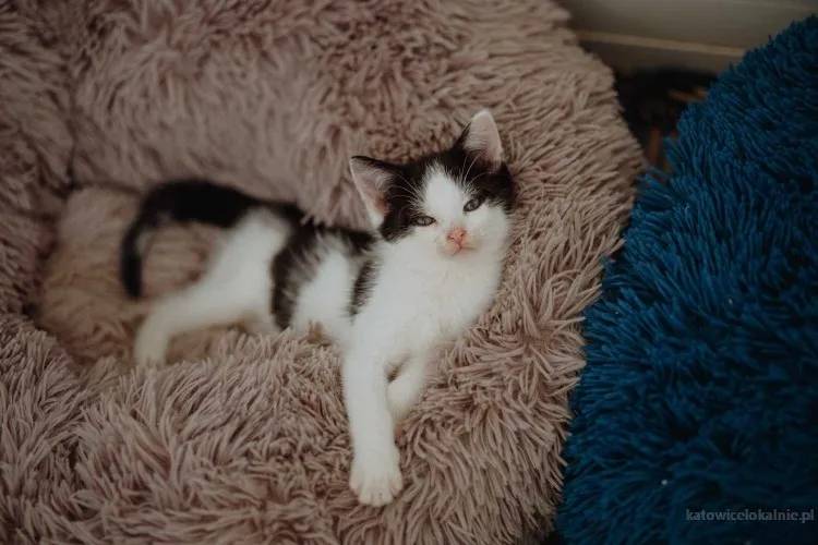 malutki-kociak-apsik-poleca-sie-do-adopcji-81207-katowice.webp