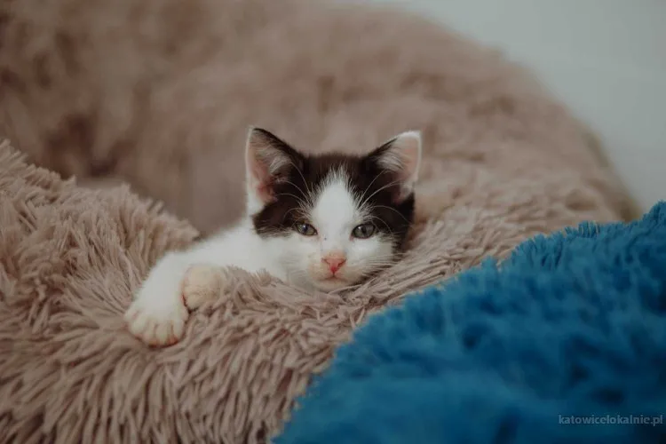 malutki-kociak-apsik-poleca-sie-do-adopcji-81207-koty.webp