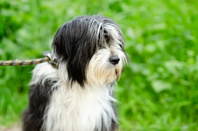 sonia-mloda-przyjazna-bearded-collie-mix-81283-katowice.webp