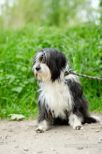 sonia-mloda-przyjazna-bearded-collie-mix-81283-psy.webp