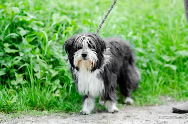 sonia-mloda-przyjazna-bearded-collie-mix-81283-sprzedam.webp