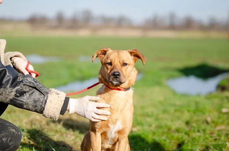 roczny-rydzyk-niekonfliktowa-psina-do-adopcji-81305-sprzedam.webp