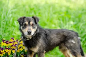 Prosto z gangu słodziaków - Lubek szuka domu!