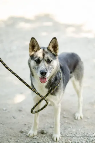 luna-boska-mloda-energiczna-suczka-81481-katowice.webp